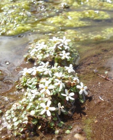Limosella vesiculosa flowering